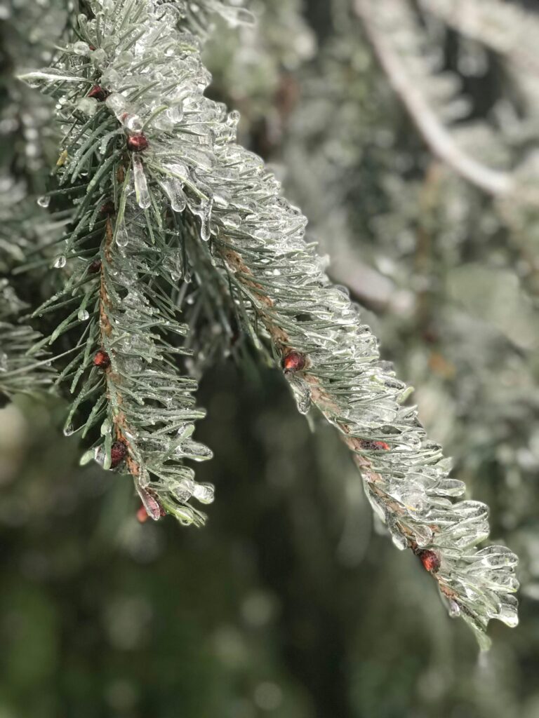 Ce que la silhouette de vos arbres fruitiers en plein hiver révèle sur leur vitalité