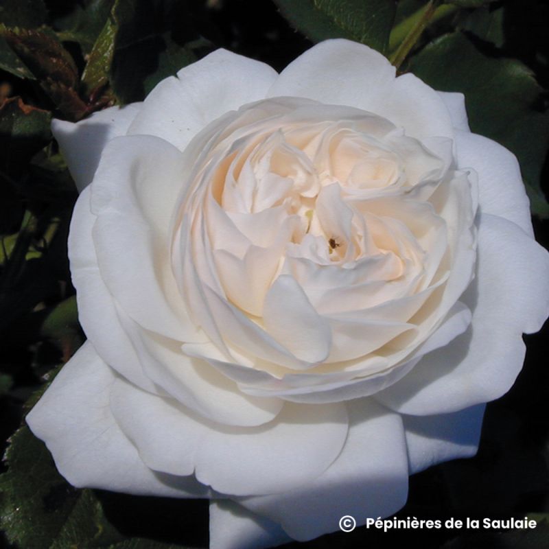 Cette variété de rosier au parfum exceptionnel s&rsquo;apprête à devenir le bijou des jardins au printemps 2026