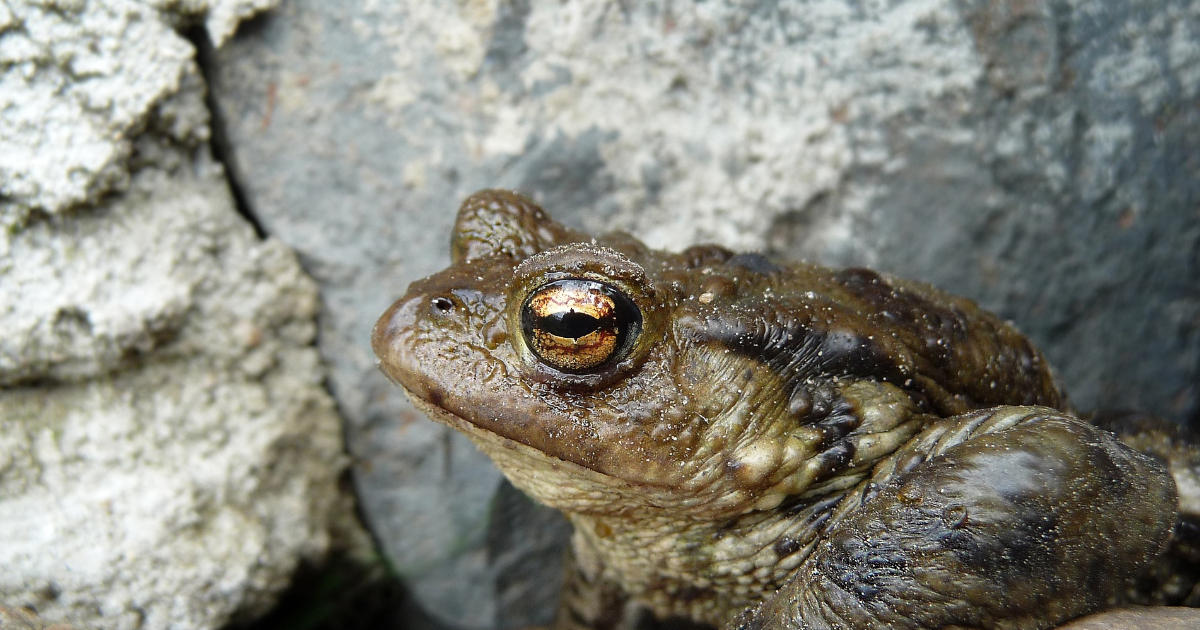 Comment les naturalistes protègent grenouilles et crapauds pendant les gelées : une astuce essentielle pour leur survie