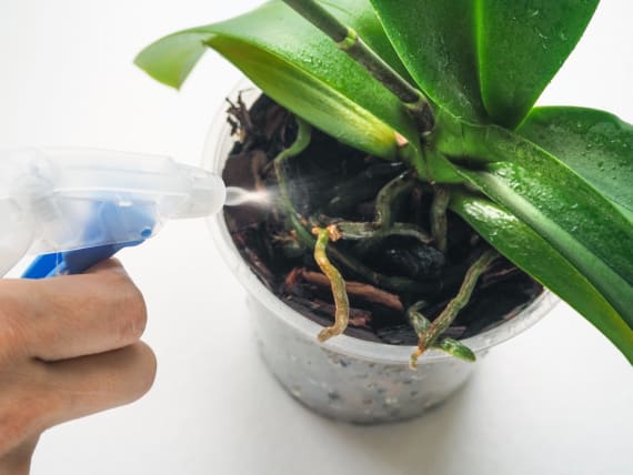 Comment préserver vos orchidées des rigueurs de l&rsquo;hiver : conseils pour éviter le froid et les courants d&rsquo;air
