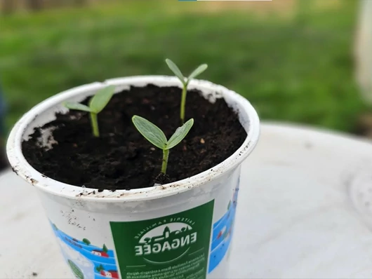 La technique des experts pour des récoltes précoces : ces semis méconnus qui garantissent un printemps fructueux