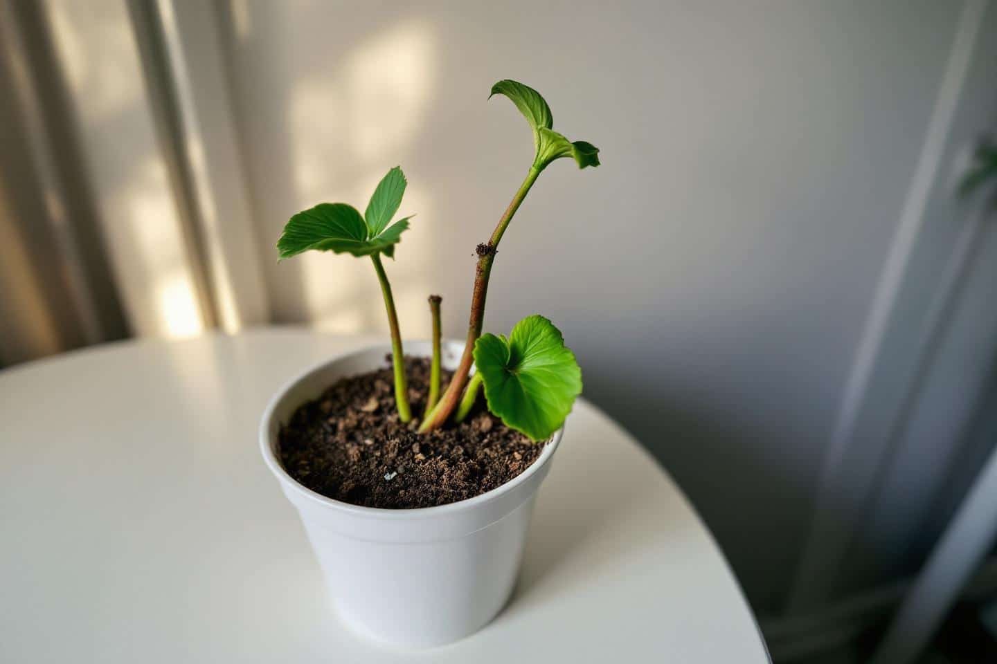 Plantes d’intérieur en détresse silencieuse dès l’automne : signes à repérer et actions pour les sauver avant qu’il ne soit trop tard