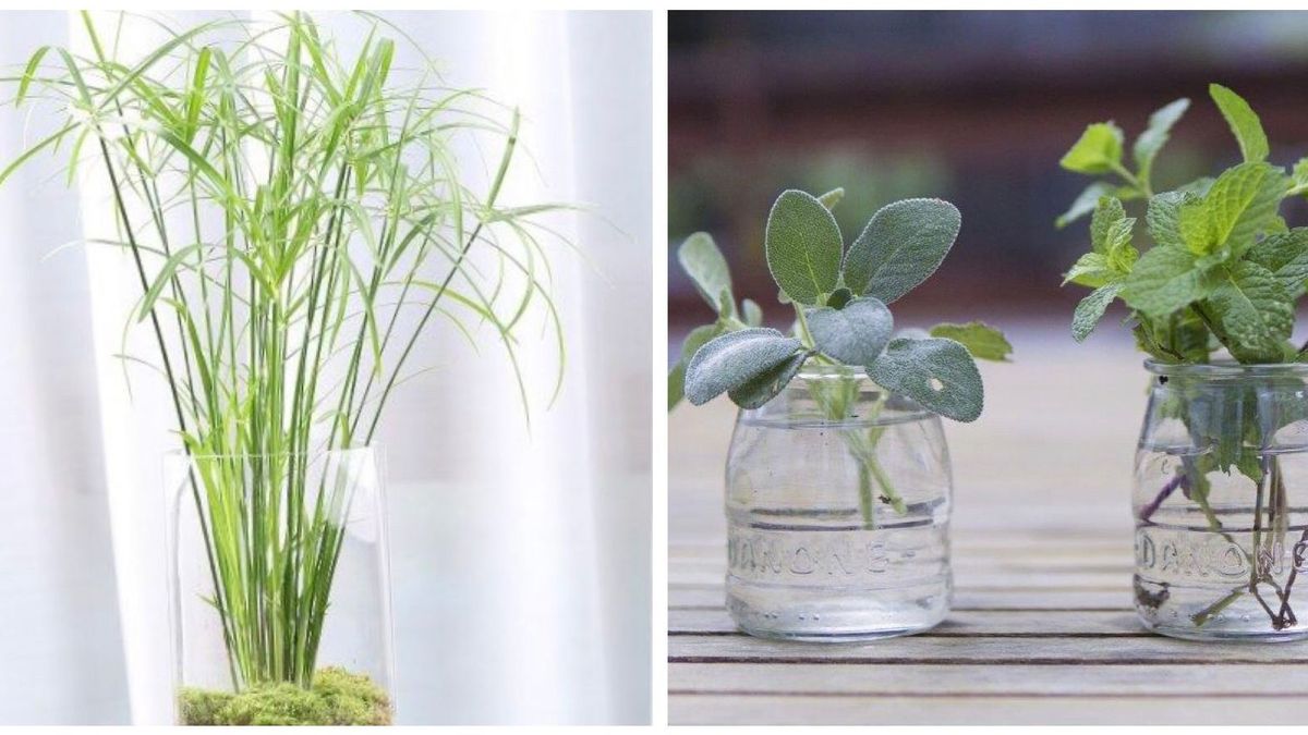 Pourquoi janvier est le mois idéal pour bouturer ces plantes d’intérieur : la méthode infaillible à connaître