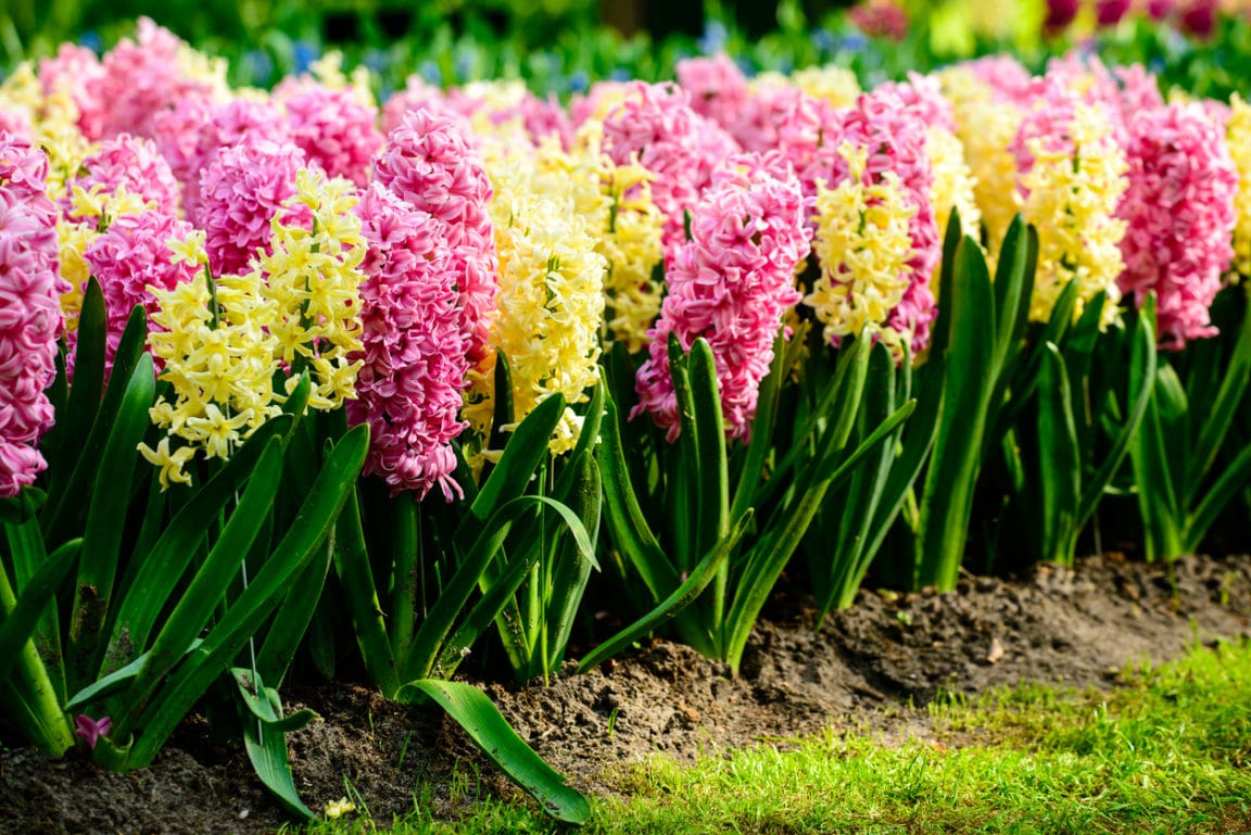 Préparez un printemps éblouissant : découvrez les 5 variétés de fleurs à planter cet automne