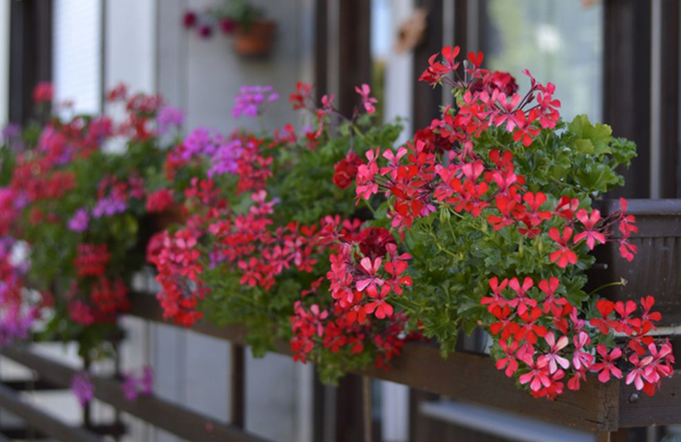 Préparez votre balcon pour l&rsquo;automne : 7 fleurs à planter en pot dès octobre pour une saison colorée