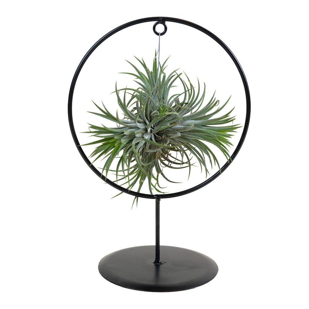 Un feuillage éclatant au vert profond et une silhouette aérienne : la plante qui métamorphose votre intérieur en un instant