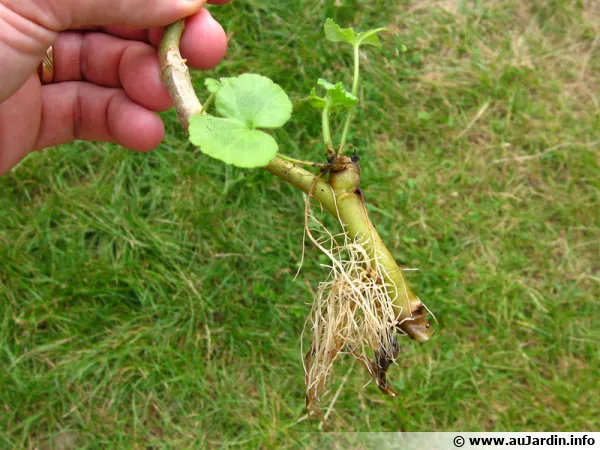 découvrez des astuces efficaces pour l'enracinement des plantes en hiver afin de favoriser leur croissance et leur résistance au froid. conseils pratiques accessibles à tous les jardiniers, débutants ou confirmés.