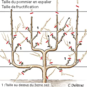 découvrez quand et comment réaliser la taille automnale de vos arbres fruitiers pour favoriser leur santé et obtenir une meilleure récolte l'année suivante. conseils adaptés à chaque type de fruitier.