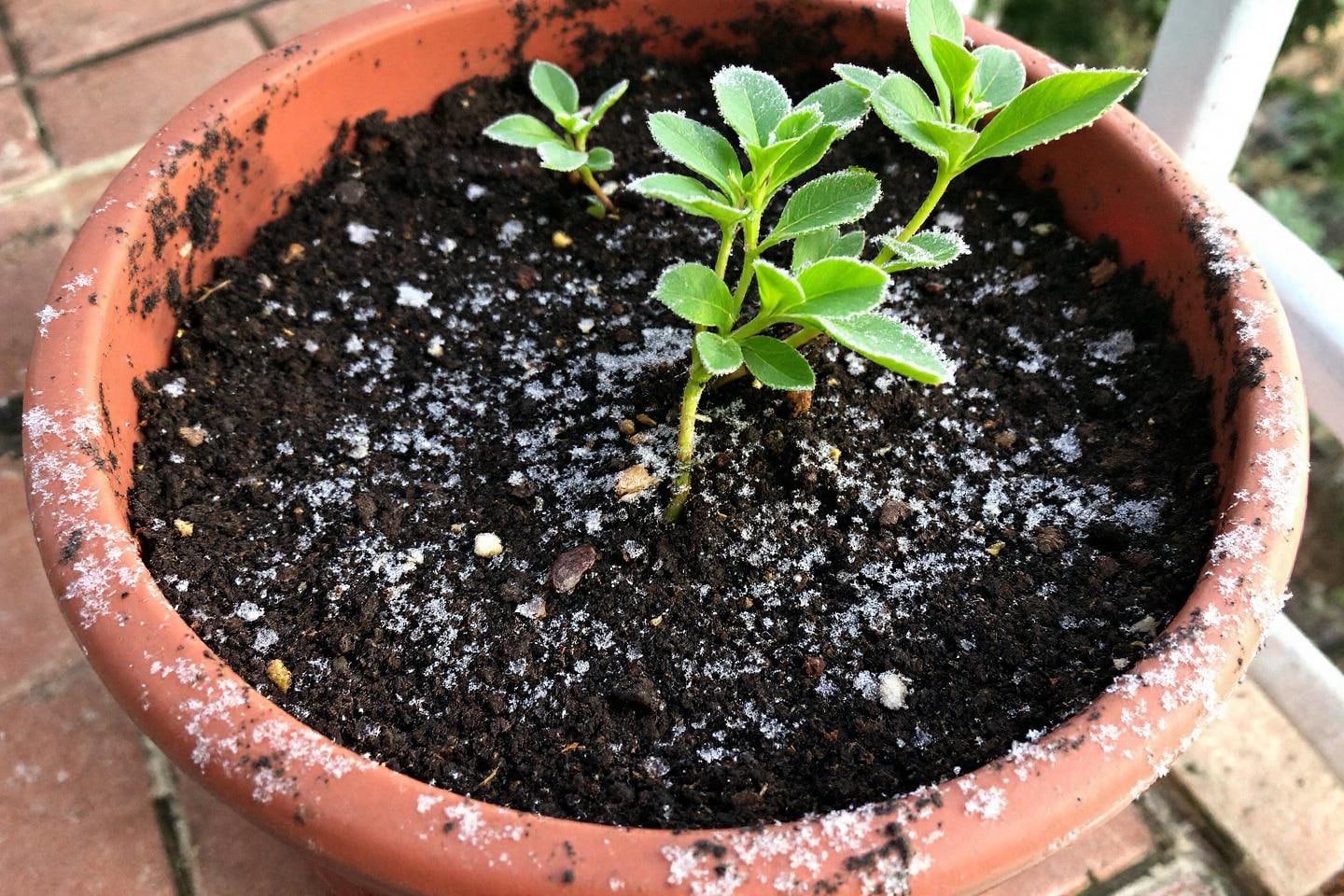 découvrez l'impact de casser la croûte de gel au potager et comment cette pratique influence la santé du sol et la croissance des plantes.